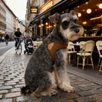 Classic Everyday Dog Harness & Leash Set