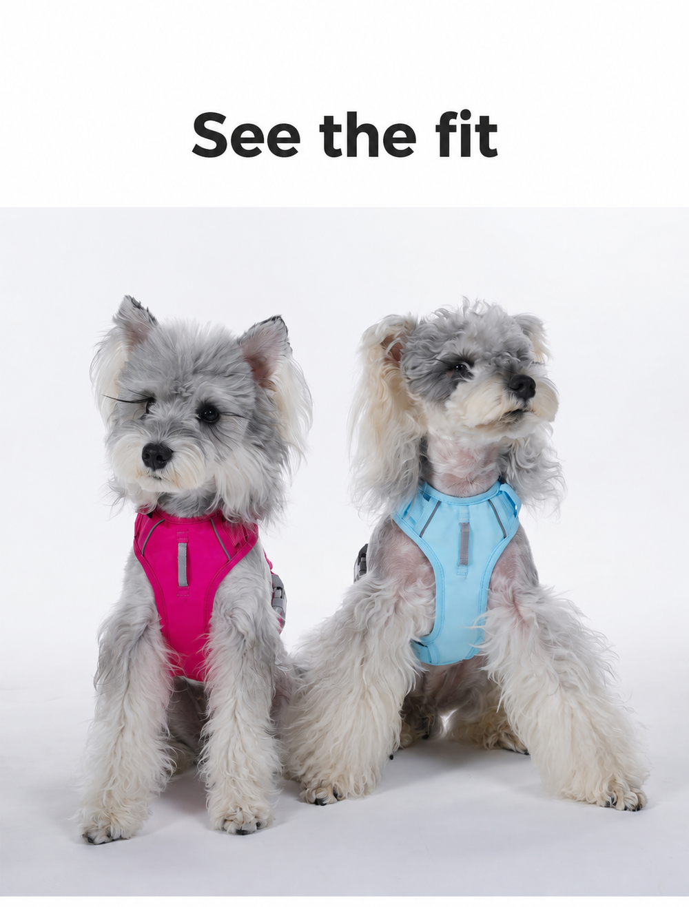 Front view of dogs wearing Rose Red and Light Blue harnesses