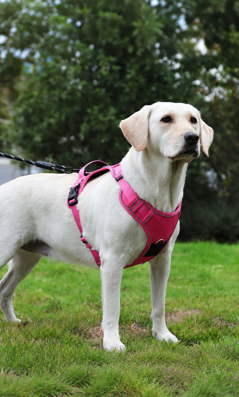 Dog wearing the rose red adjustable harness outdoors