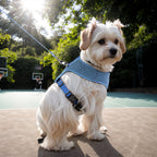 Teddy Fleece Dog Harness & Leash Set