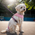 Teddy Fleece Dog Harness & Leash Set