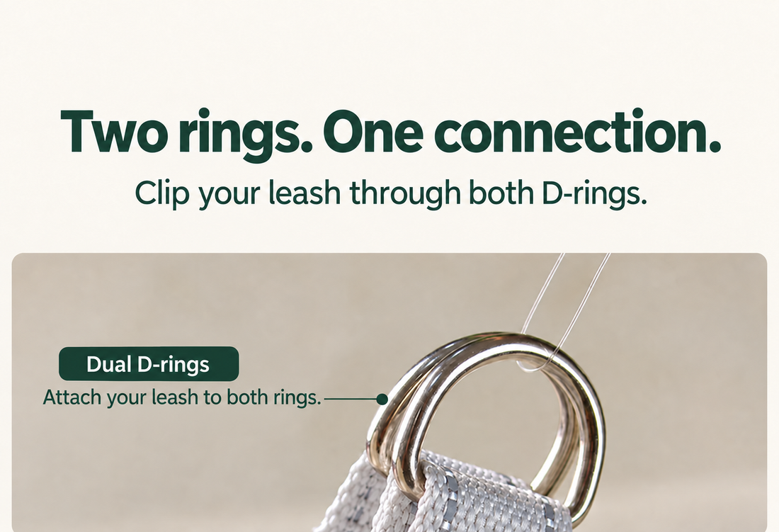 Close-up of the two metal D-rings used together for leash attachment